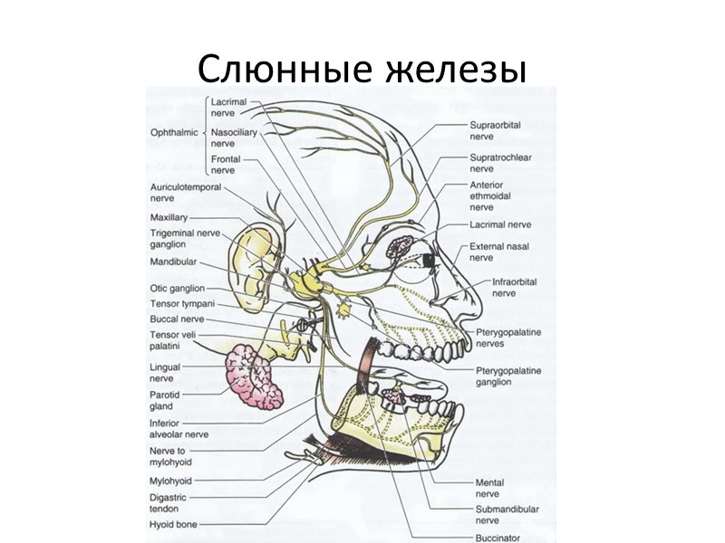 Слюнные железы